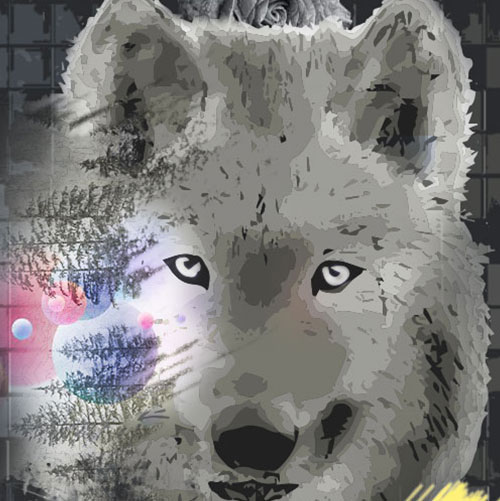 Loup montagne